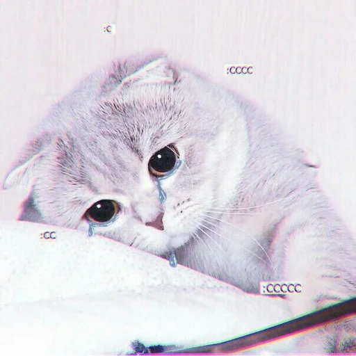 chat, chat, chats mignons, pli écossais, le chat est triste