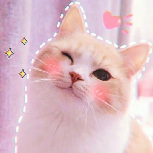 chat, chat, chats mignons, cher cat meme, un chat avec des joues roses