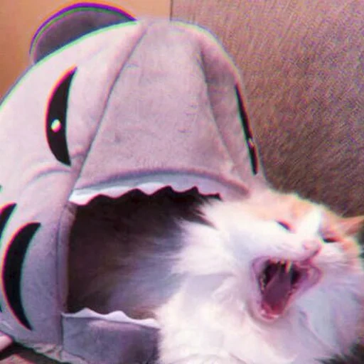meme del gatto, i cani di mare sono ridicoli, gatto carino è divertente, gioco di gatto divertente, gatto ridicolo che piange