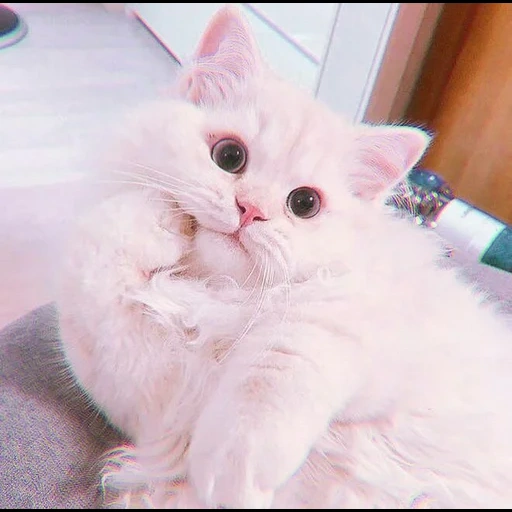 gato, lindo sello, gatito peludo, gato blanco peludo, gatito encantador