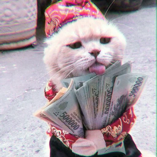 gato, gato, gatos, gato engraçado, gato é um milionário