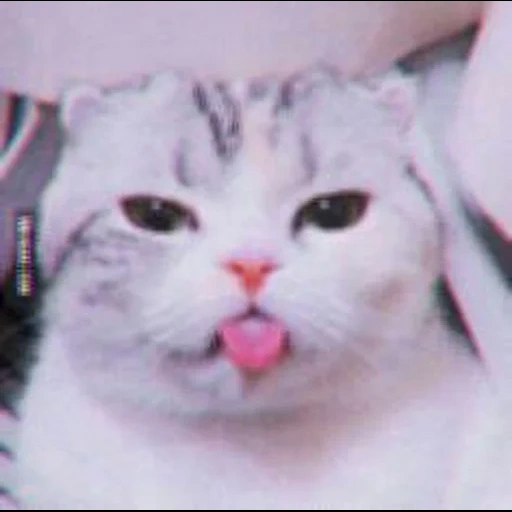 gato, gato blanco, lindo sello, los gatos muestran su lengua, gato sacando su lengua