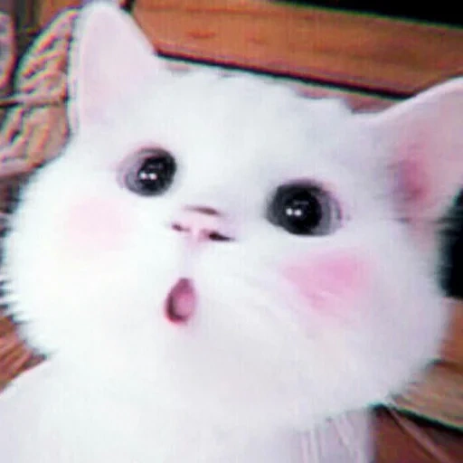 kucing, kucing lucu, kucing nyashny, kucing lucu itu lucu, seekor kucing dengan pipi merah muda