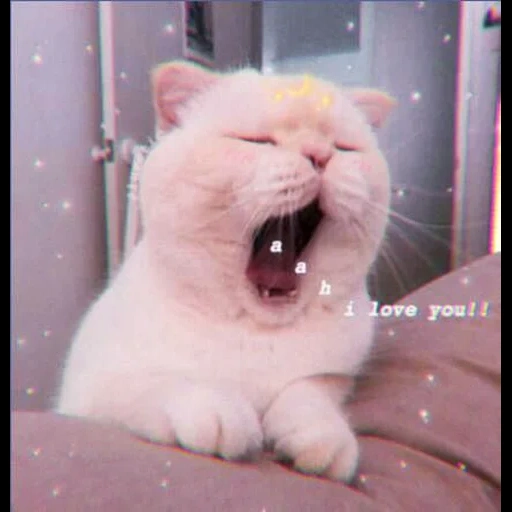 kucing lucu, kucing yawning, meme kucing yang terhormat, kucing putih menguap, kucing lucu itu lucu