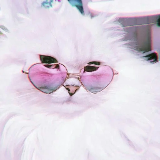 gato peludo, gafas de gato rosa, lindo gato es divertido