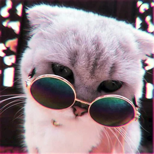 cat of black glasses