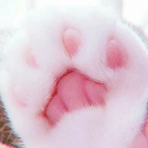 cats paws, cat foot, paws of paws, fluffy legs, cat pillows
