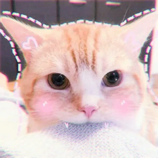cat, cat, the animals are cute, the cat is pink cheeks, cute cats are funny