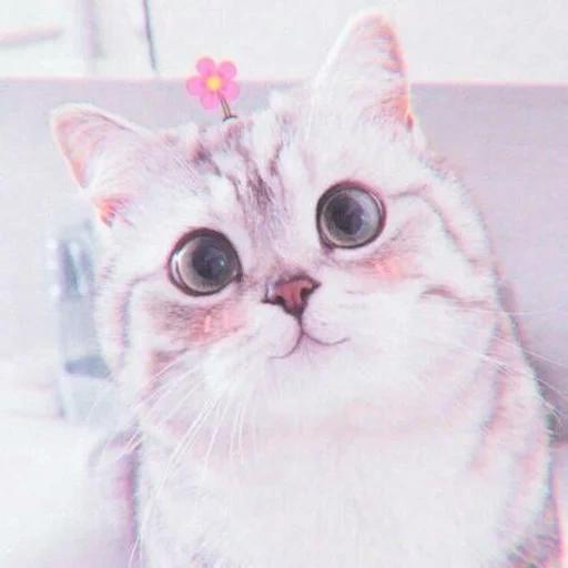 gatos adoráveis, gatos, o gato é bochechas rosa, gatos fofos são engraçados, um gato com bochechas rosa