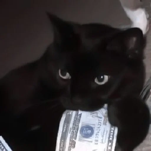 der kater, katze, schwarzer kater, katzengeld, cat blacki millionaire