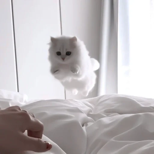 lindo sello, gato peludo, gatito peludo, estética de focas, gato blanco peludo