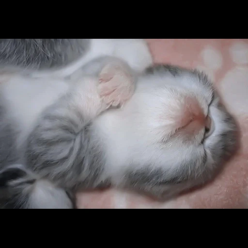 gato, gato, gatinhos fofos, gatinhos fofos, gatinhos encantadores