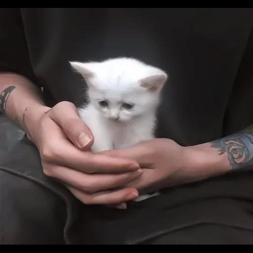 cat, the cat is white, kittens aesthetics, white kitten with hands, charming kittens