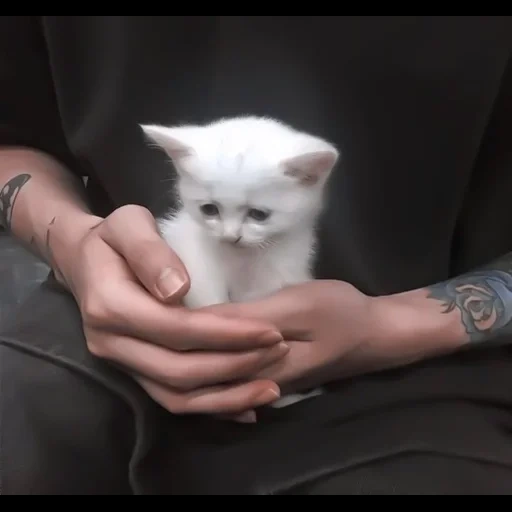 gatto, il gatto è bianco, kittens aesthetics, gattino bianco con le mani, gattini affascinanti