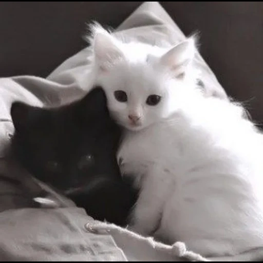 gato branco, gatos de animais, animal de gato, os animais são fofos, gato branco preto