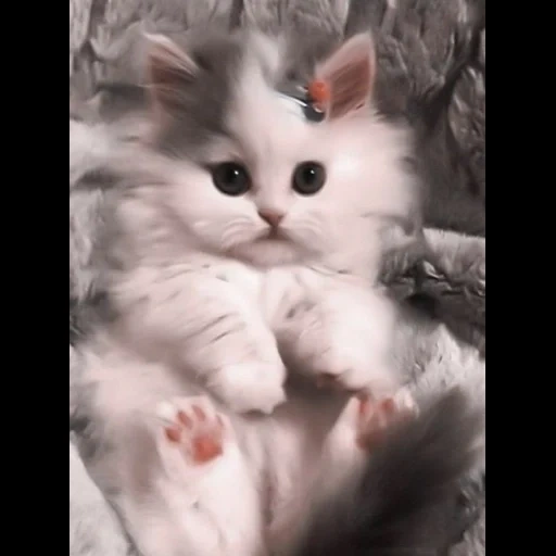 gato, focas, lindo sello, gatito peludo, gatito encantador