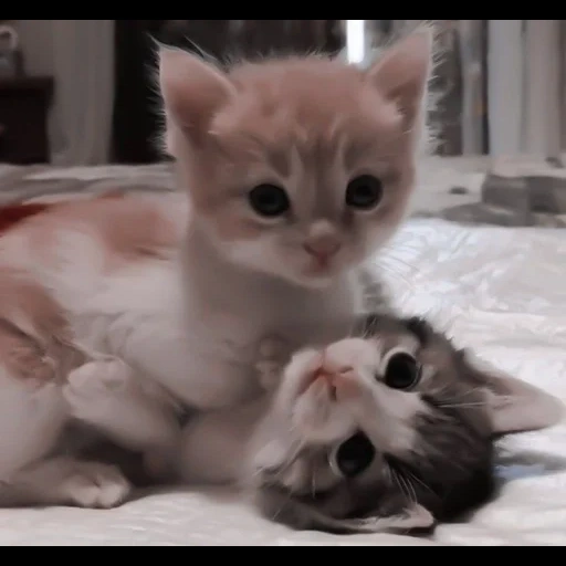 cat, cute kittens, cute cubs, fluffy kittens, charming kittens