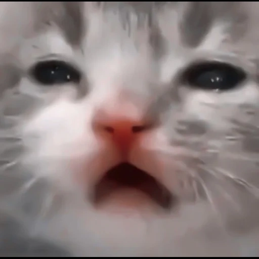 cat, cat, cat, cute cats, crying cat