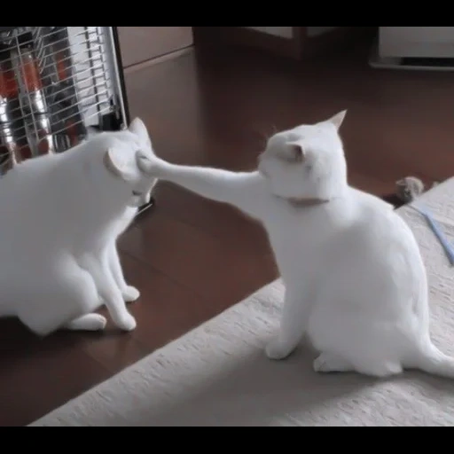 kucing, seal, kucing putih, kucing putih, kucing yang sangat lucu