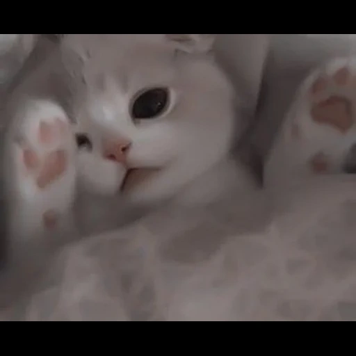 gato lindo, lindo sello, lindo gato es divertido, gatito encantador, hermosa imagen de sello