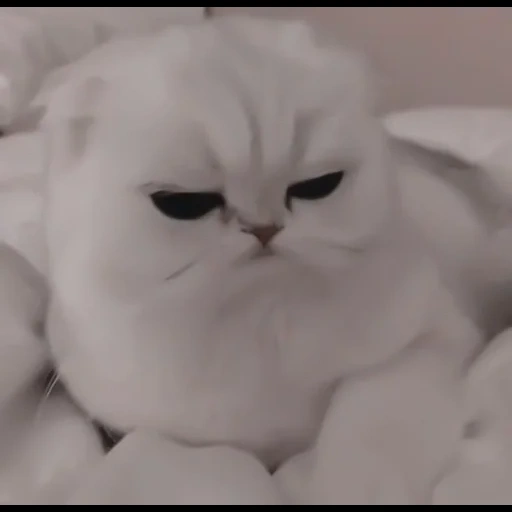 cat, cat, the cat is angry, the cat is white, angry a cat
