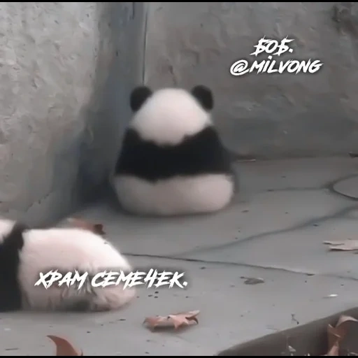 pandochka, panda panda, panda est chère, animaux panda, petit pandochki