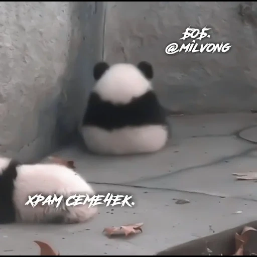 pandochka, panda panda, panda è cara, animali panda, pandochki piccolo