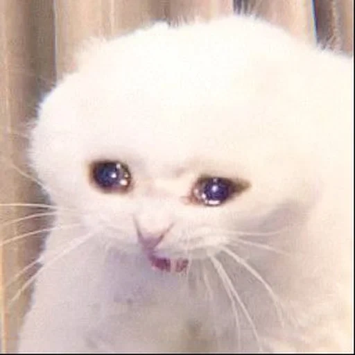 sad cat, crying cat, sad cat, crying cat, meme grief cat