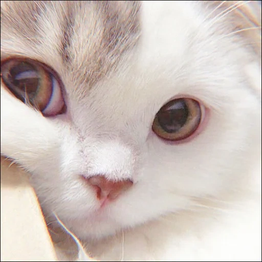 cats, cats, charmant phoque, phoques et phoques, chat mignon blanc