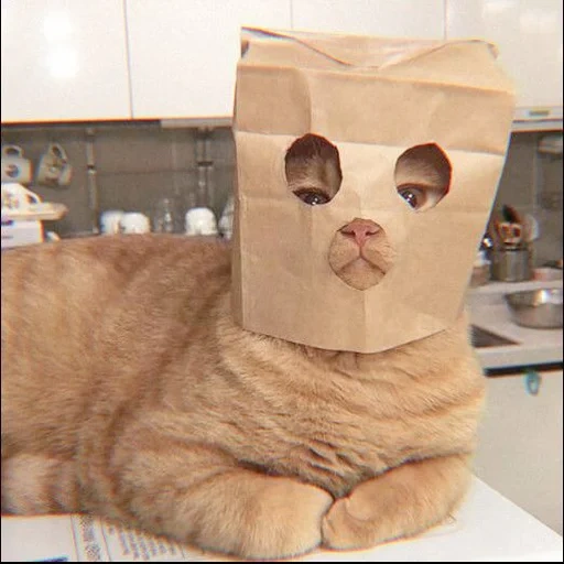 gato, bardo de gato, gato engraçado, os gatos são engraçados, gato com um saco de cabeça