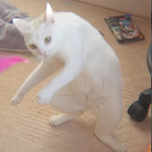 gato, o gato é branco, o gato é branco, meme de gato branco, gatos fofos são engraçados