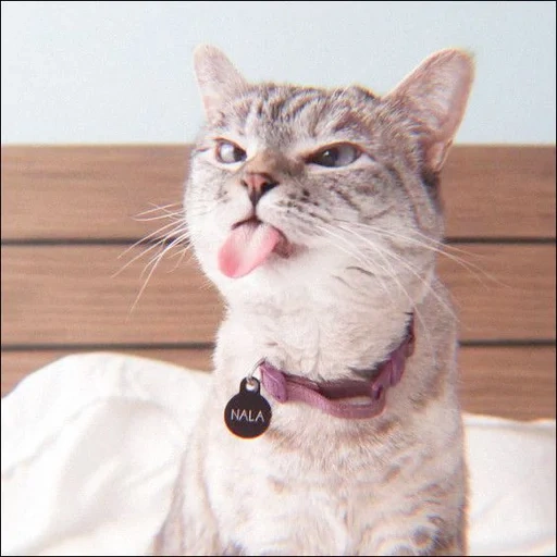 gatto, gatto, un gatto sorpreso, gatto pazzo, il gatto gli strinse fuori la lingua