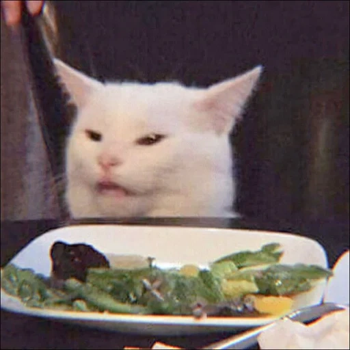 kucing, kucing, kucing di atas meja, kucing meme di meja makan, kucing lucu itu lucu