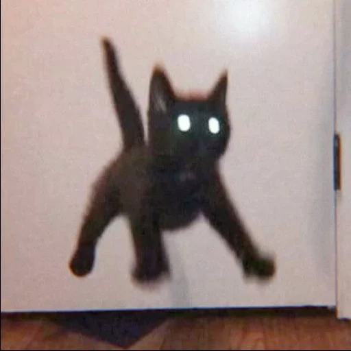 кот, котик, котенок мем, черный котенок, сумасшедшая кошка