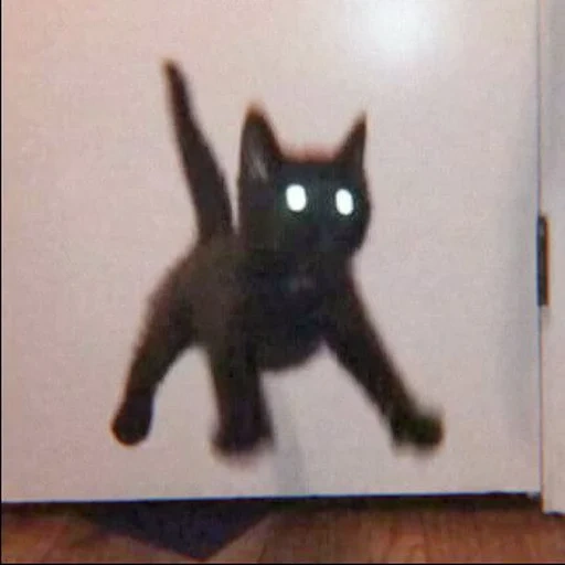 gato, gato, meme de gatinho, gatinho preto, gato maluco