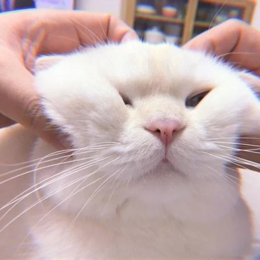 gato, gato, estética de los gatos, gato blanco gordo, gato gordo lindo