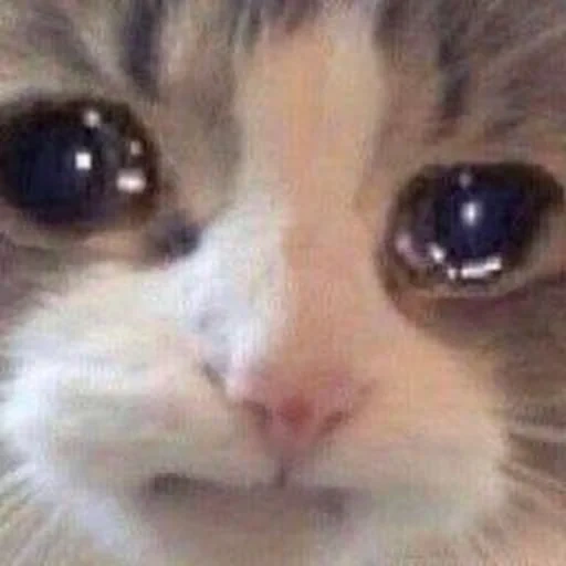 meme de gato, gato llorando, el gato está triste, memic lindo gato, los lindos gatos son divertidos