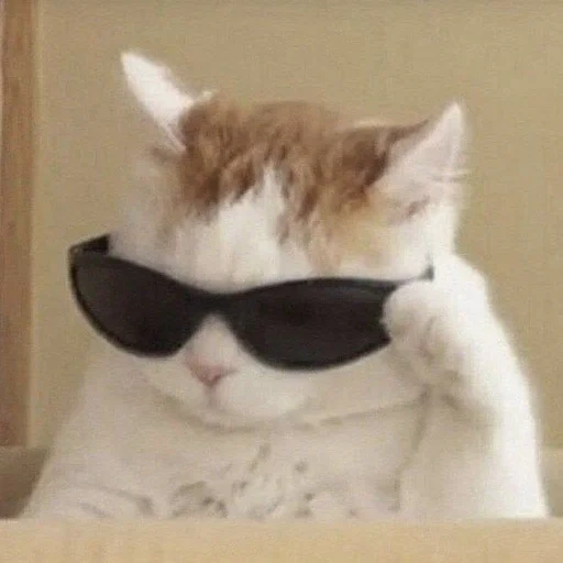 gatto, gatto con occhiali, meme gatto cool