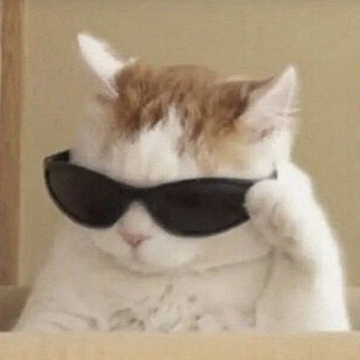 gato, gato con gafas, meme de gato genial