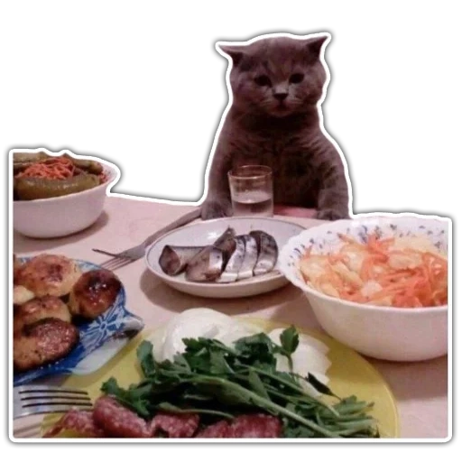 кот, обед, кошка, коты еда, кот за столом