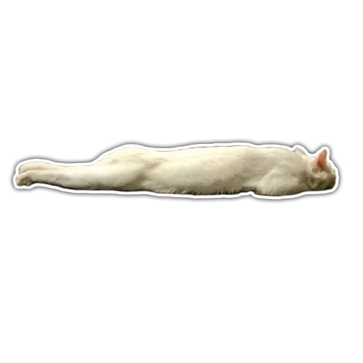 cat, cat, sleeping bear, corpse phenomenon, ventral dorsal position