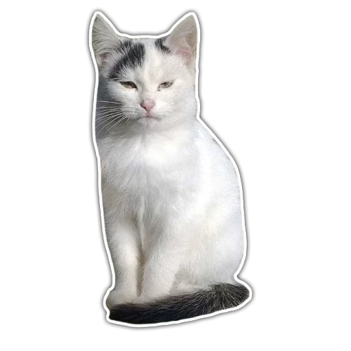 kucing, kucing, kucing, seekor kucing, kucing berkulit putih