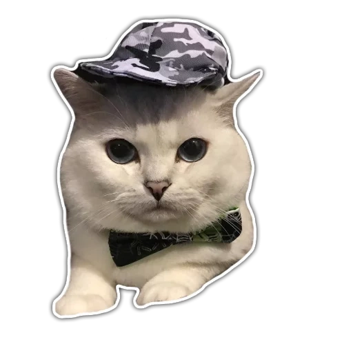 cat, кот, slavic cat, кошка шляпе, животные милые