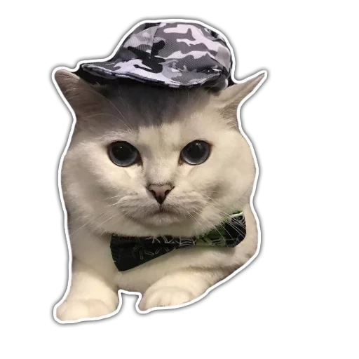 cat, cat, slavic cat, hat cat, animals are cute