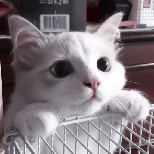 kucing, kote, kucing, seekor kucing, kucing putih