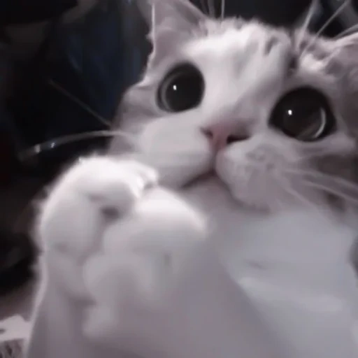cat, cat, seal, lovely seal, cat science carries kitten memes