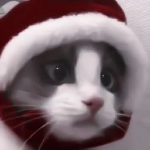gato, gato, focas, misha morozov, christmas cat