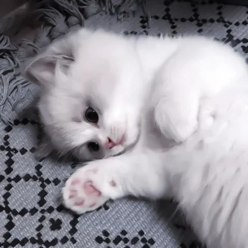 gato blanco, gatito blanco, gatito peludo, gatito británico blanco, gatito británico blanco