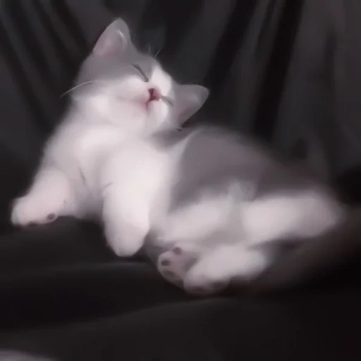 кот, кошка, котики, кошки милые, белый котенок