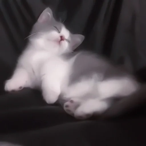 gato, gato, focas, gato lindo, gatito blanco